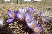 Al Monte Campo e Laghetto di Pietra Quadra da Capovalle-Caprini il 6 aprile 2017 - FOTOGALLERY